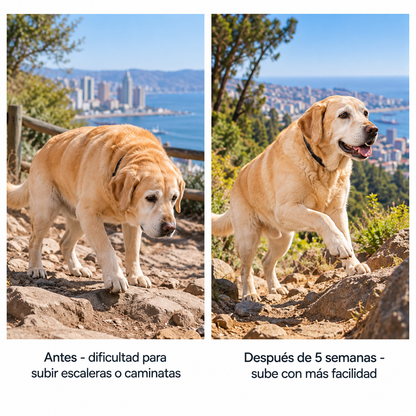 Tu perro no se queja. Sus articulaciones sí se desgastan, desde los 2 años