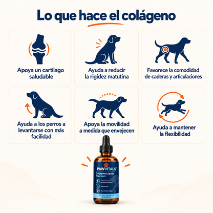 Tu perro no se queja. Sus articulaciones sí se desgastan, desde los 2 años